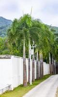 Security video camera on a palm tree stem photo