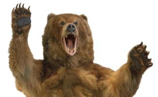 la taxidermia de un oso pardo kamchatka sobre fondo blanco foto