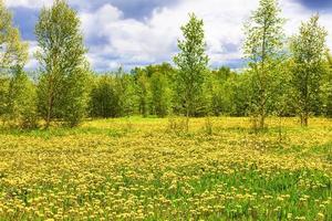 el campo con dientes de león amarillos, árboles verdes y cielo azul foto