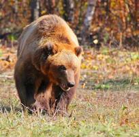 oso pardo ursus arctos corriendo en el bosque en kamchatka foto