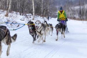 musher hiding behind sleigh at sled dog race on snow in winter photo