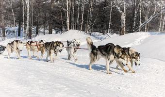 The dog sled running on a winter snow photo