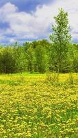 The Field with yellow dandelions, green trees and blue sky photo