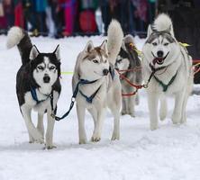 portrait of a husky-drawn on the competition before the start photo