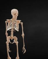 Human skeleton isolated on black background. photo