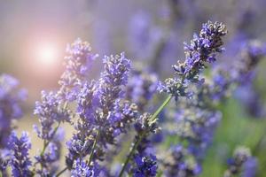 primer plano de arbustos de lavanda al atardecer. foto