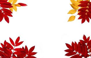 The Autumn border made of leaves on white background photo