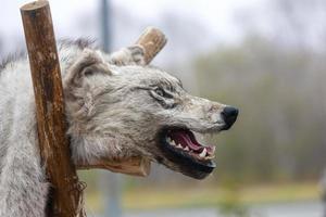 cabeza de lobo agresiva rellena con boca abierta foto