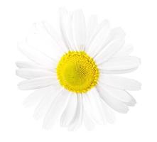 The Beautiful chamomile flowers on white photo