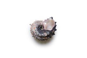 Beautiful sea shell photo