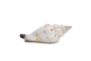 Beautiful sea shell photo