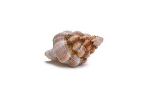 Beautiful sea shell photo