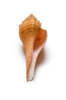 Beautiful sea shell photo