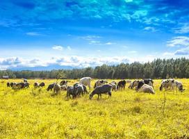 The flock of sheep and cows pasturing on green and yellow grass in a sunny day photo