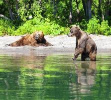 Kamchatka braun bear on the big lake photo