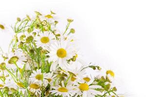 The Beautiful and delicate chamomile flower on white background photo