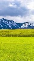 The green fields in front of snow mountains on Kamchatka peninsula photo