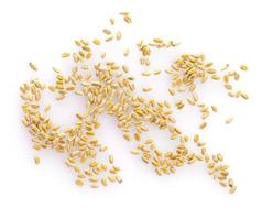 The wheat grains isolated on white background. top view photo