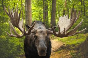 The Closeup of a large male moose buck standing in a forest on Kamchatka photo