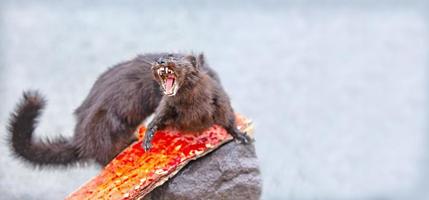 Adult pine marten rocky, shows fangs, defending itself photo