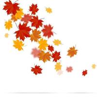 Autumn leaves on white background vector