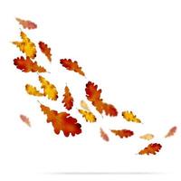 Autumn leaves on white background vector