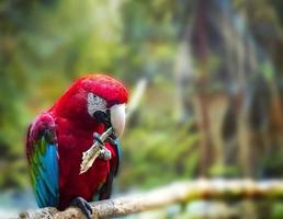 gran loro rojo guacamayo rojo y verde, ara chloroptera, sentado en la rama foto