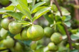 Green lemons on tree photo