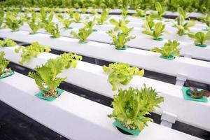 Organic hydroponic vegetable. photo