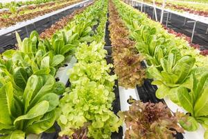 Organic hydroponic vegetable. photo