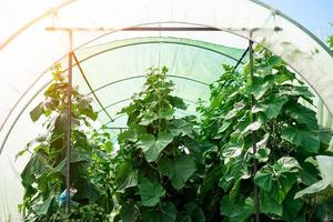 greenhouse cucumbers. Young cucumbers grow on a bush. Homemade cucumbers photo