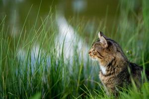 the cat is sitting on the shore of the lake photo