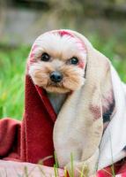 dog wrapped in a blanket from the cold photo