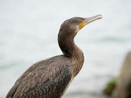 the head of the cormorant closeup on the background of water photo