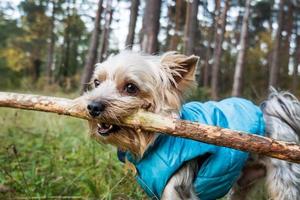 dog carries a stick photo