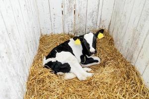 a young calf Lies in the straw on a farm. photo