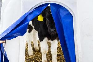 little calf on a dairy farm photo