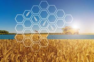 a field of wheat with a passing combine truck in the background photo