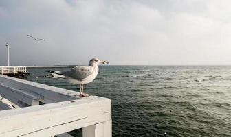 the well-fed gull sits on a handrail and looks at the sea photo