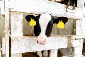 close-up of a calf's head on a farm photo