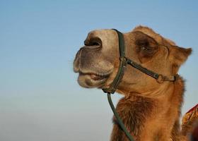 camels head close-up against the blue sky photo