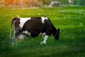 a cow grazes in a meadow on the edge of the village photo