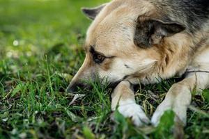 un perro pelirrojo está triste con la cabeza sobre la hierba foto