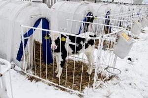 little calf on a dairy farm photo