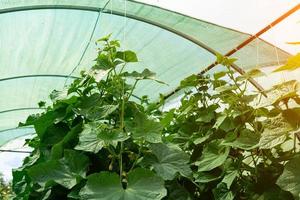 cucumber shoots in the greenhouse photo