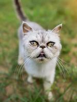 cat's head close-up. Exotic Shorthair breed photo