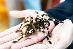 A large black spider on the palm of a man's hand. A man holding a spider tarantula. photo