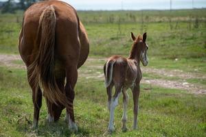 Horses in a farm photo