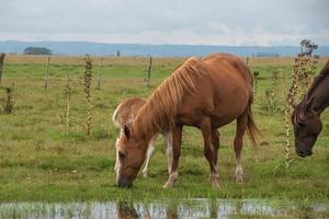 Horses in a farm photo