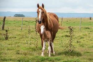 Horses in a farm photo